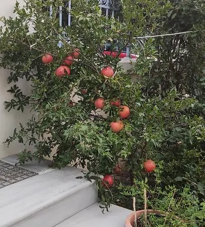 Apartamento Dora's With Garden